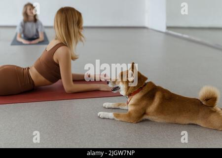 Il cane pratica yoga nella posa della cobra in studio. Le giovani donne meditando con l'animale domestico Foto Stock