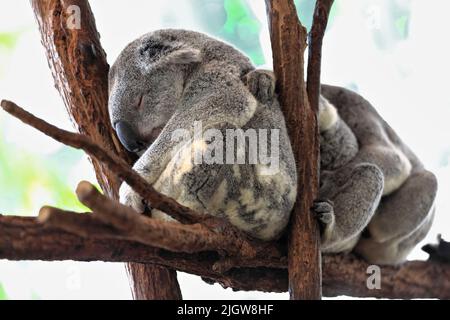 055 tre piccoli koala di pelliccia grigia che dormono sui rami degli alberi di eucalipto. Brisbane, Australia. Foto Stock