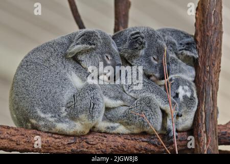 058 tre piccoli koala di pelliccia grigia che dormono sui rami degli alberi di eucalipto. Brisbane, Australia. Foto Stock