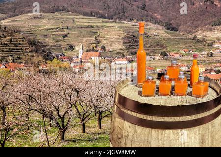 Le albicocche bevono in barile contro la chiesa nel villaggio di Spitz durante la primavera a Wachau, Austria Foto Stock