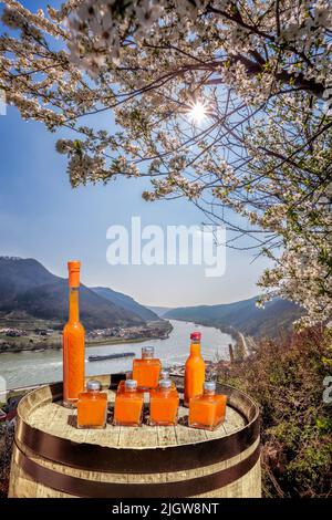 Le albicocche bevono in barile contro il villaggio di Spitz con barca sul Danubio, Austria Foto Stock