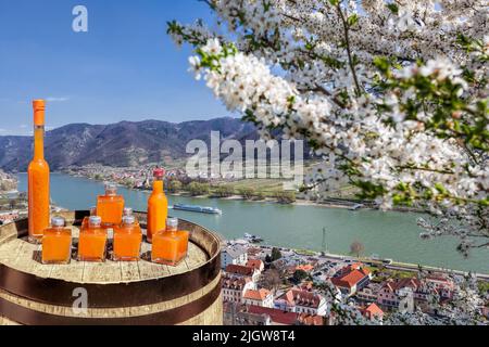 Le albicocche bevono in barile contro il villaggio di Spitz con barca sul Danubio, Austria Foto Stock