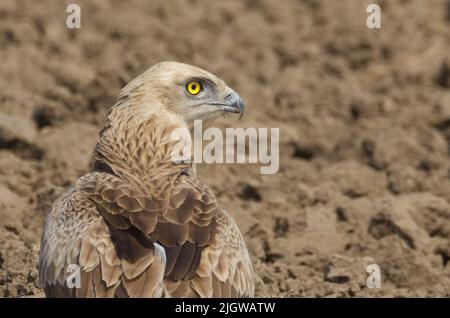 Snake-Eagle (Circaetus gallicus) a Gujarat, India Foto Stock