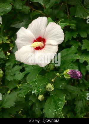 Primo piano verticale di un arbusto althea o ketmia siriana (Hibiscus siriacus) Foto Stock