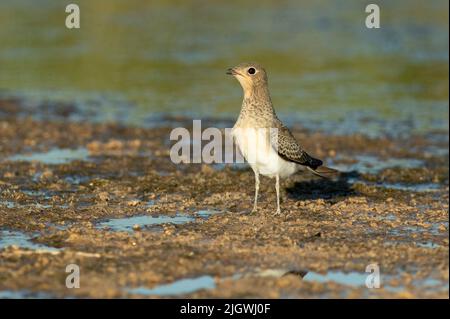 Giovane pratincole colto in una zona umida al centro della Penisola Iberica con le ultime luci del pomeriggio Foto Stock