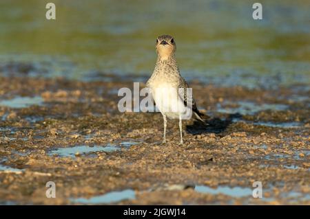 Giovane pratincole colto in una zona umida al centro della Penisola Iberica con le ultime luci del pomeriggio Foto Stock