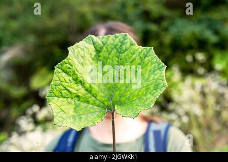 Giovane donna che tiene una foglia verde di burdock in mano davanti al suo volto in foresta sfaccettatura anonima concetto psicologico Foto Stock