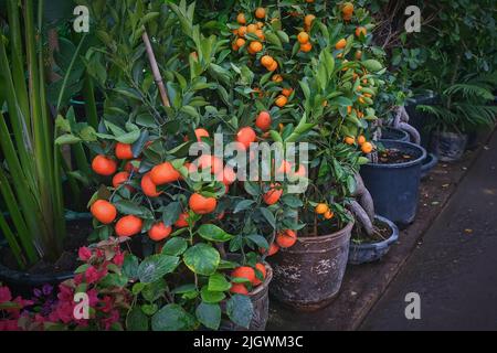 Alberi in miniatura di agrumi tangerini, aranci e kumquat con frutta nel giardino all'aperto. Mandarin alberi in vaso piante Foto Stock