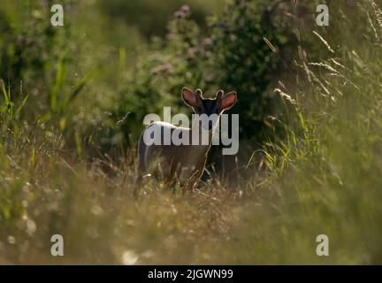 Un cervo muntjac maschio adulto (Muntiacus reevesi) retroilluminato contro il sole che tramonta, Norfolk Foto Stock