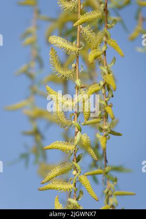 Albero di salice babilonese fiorito in primavera con semi soffici Foto Stock