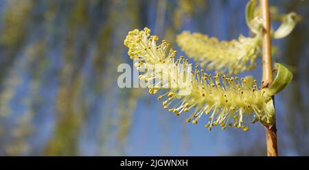 Albero di salice babilonese fiorito in primavera con semi soffici Foto Stock