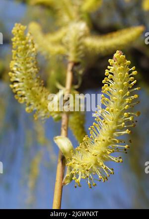 Albero di salice babilonese fiorito in primavera con semi soffici Foto Stock