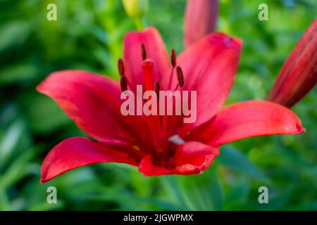 Primo piano di una bella fioritura Asiatica Lily Red County, Asiatica Lily Blacklis, Foto Stock