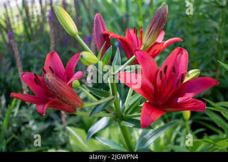 Primo piano di una bella fioritura Asiatica Lily Red County, Asiatica Lily Blacklis, Foto Stock