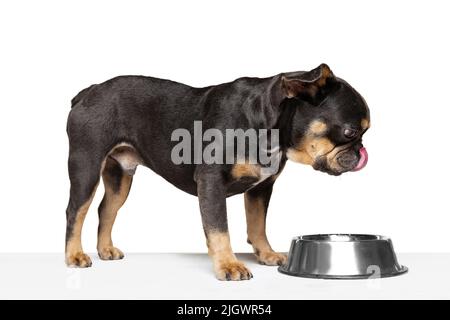 Amato animale domestico, cane carino che mangia da ciotola isolato su sfondo bianco studio. Concetto di movimento, azione, amore per gli animali domestici, vita animale. Foto Stock