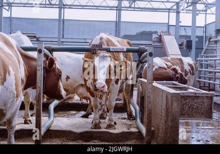 Rotterdam, Paesi Bassi. L'innovativo progetto agricolo "Fattoria galleggiante" produce diari e prodotti lattiero-caseari su una struttura, galleggiando in mezzo ad un porto. Foto Stock