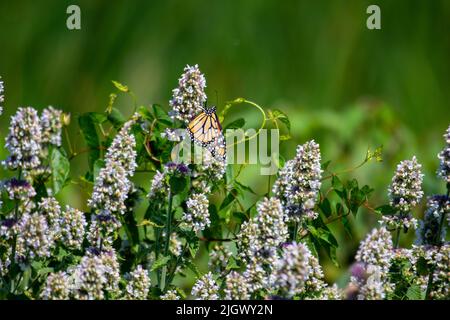 Fotografato nel luglio 2022 in Canada una farfalla monarca si nutre di Agastache foeniculum. I monarchi sono una specie minacciata. Foto Stock