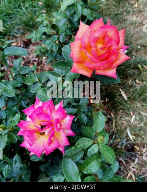 Rosa caramella e rosa fiammeggiante rose tè arancio nel giardino botanico Foto Stock