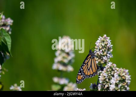 Fotografato nel luglio 2022 in Canada una farfalla monarca si nutre di Agastache foeniculum. I monarchi sono una specie minacciata. Foto Stock
