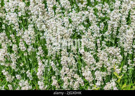 Lavandula angustifolia variante bianca della pianta medicinale. Foto di sfondo o illustrativa Foto Stock