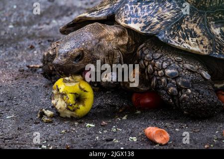 Madrid, Spagna. 13th luglio 2022. Una tartaruga gigante che mangia una mela nello Zoo Aquarium durante un'onda di calore che colpisce la Spagna. Le alte temperature stanno causando la seconda ondata di caldo dell'anno, con diverse comunità spagnole a rischio di temperature massime molto elevate. Credit: Marcos del Maio/Alamy Live News Foto Stock