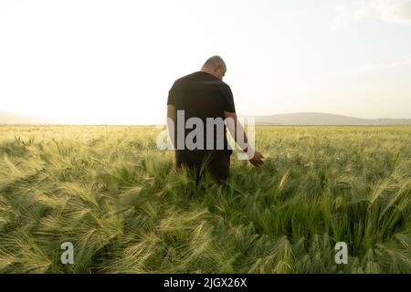 Campo di grano al tramonto, agronomo giovane agricoltore maschile in piedi nel campo di grano al tramonto. Toccare le orecchie di grano verde. Bellissimo paesaggio agricolo Foto Stock