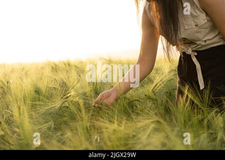 Donna agronomista che controlla le orecchie di grano verde nel campo agricolo. Donna moderna in piedi nel campo di grano verde agricolo al tramonto. Foto Stock