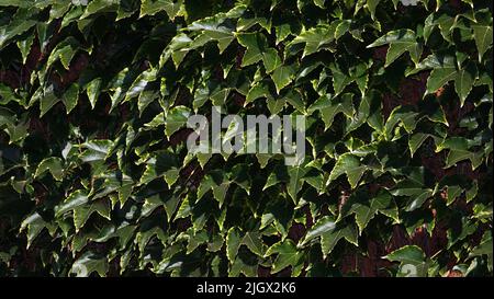 Muro verde di foglie che copre il muro della casa Foto Stock