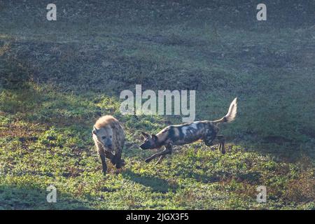 Zambia, Parco Nazionale di Luangwa Sud. Cane selvatico africano (SELVAGGIO: Lycaon pictus) dal Manzi Pack insegue l'iena macchiata. Foto Stock