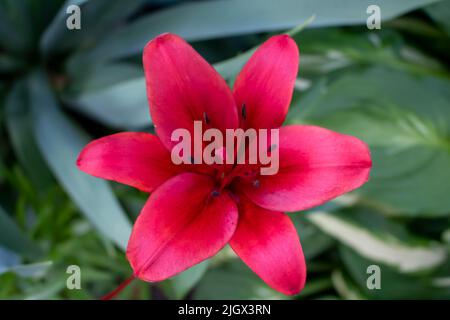 Asiatic Lily Red County, Asiatic Lily Blacklis, fiore in fiore in un giardino all'aperto Foto Stock