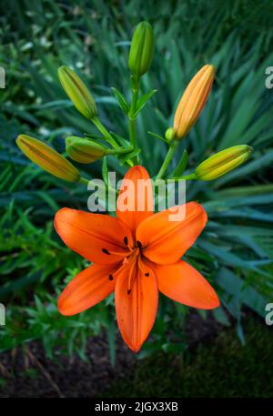 Asiatic Lily Red County, Asiatic Lily Blacklis, fiore in fiore in un giardino all'aperto Foto Stock