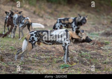 Zambia, Parco Nazionale di Luangwa Sud. Cani selvatici africani (SELVAGGI: Lycaon pictus) il Manzi Pack mangiare imbala uccidere mentre il cane maschio si alza guardia. Foto Stock