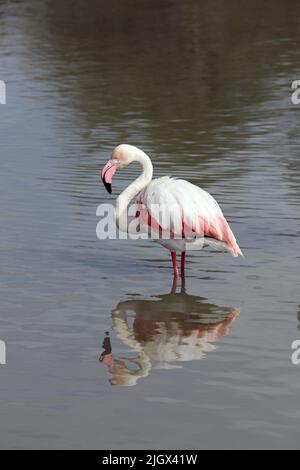 Grande Flamingo (Fenicotterus roseus) Camargue, Francia. Foto Stock