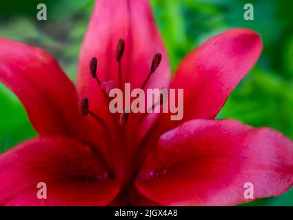 Primo piano di una bella fioritura Asiatica Lily Red County, Asiatica Lily Blacklis, Foto Stock