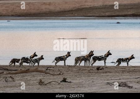 Zambia, Parco Nazionale di Luangwa Sud. Cani selvatici africani (SELVATICI: Lycaon pictus) dal Manzi Pack lungo il fiume Luangwa. Foto Stock