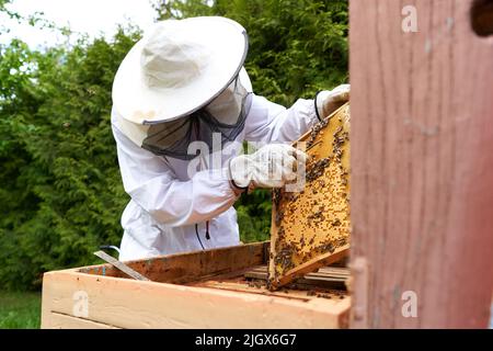 Uomo in tuta protettiva che prende il miele da un pannello di un alveare artificiale di api Foto Stock