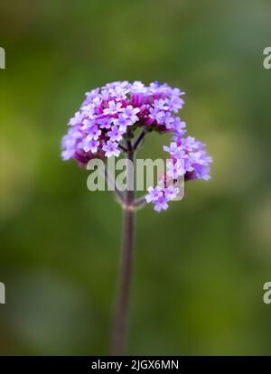 Un primo piano di un fiore Verbena con uno sfondo morbido fuori fuoco Foto Stock