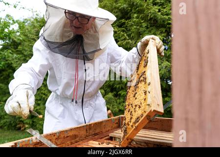 Uomo in tuta protettiva che rimuove il miele da un pannello di un alveare artificiale Foto Stock