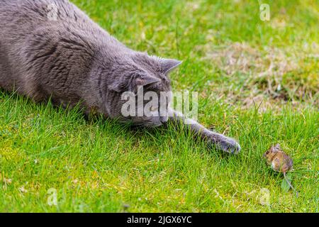 Gatto giocando con un piccolo mouse Foto Stock