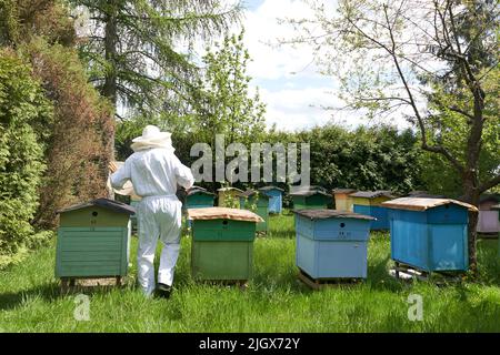 apicoltore che cammina tra gli alveari di produzione di api Foto Stock