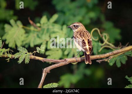 Stonechat, Siberian Stonechat, Stonechat comune l'uccello femminile arroccato su un ramo con sfondo verde sfocato. Foto Stock