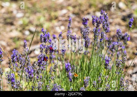 La lavanda selvaggia cresce nella valle della Drome sugli altipiani montani dei Monti Vercors. La lavanda selvaggia attrae molti insetti Foto Stock