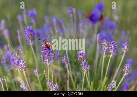 La lavanda selvaggia cresce nella valle della Drome sugli altipiani montani dei Monti Vercors. La lavanda selvaggia attrae molti insetti Foto Stock