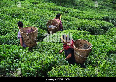 DARJEELING, INDIA, - Giugno 23,2022 Harvesting, lavoratori rurali donne che saccheggia il tè tenero tira nei giardini di Darjeeling, uno dei tè di migliore qualità in Foto Stock