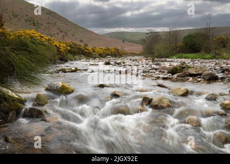 Il fiume Breamish e la Breamish Valley in primavera, Ingram, Cheviot Hills, Northumberland, Inghilterra, Regno Unito, Europa Foto Stock