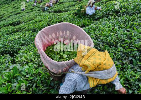 DARJEELING, INDIA, - Giugno 23,2022 Harvesting, lavoratori rurali donne che saccheggia il tè tenero tira nei giardini di Darjeeling, uno dei tè di migliore qualità in Foto Stock