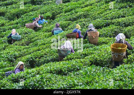 DARJEELING, INDIA, - Giugno 23,2022 Harvesting, lavoratori rurali donne che saccheggia il tè tenero tira nei giardini di Darjeeling, uno dei tè di migliore qualità in Foto Stock