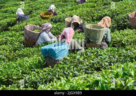 DARJEELING, INDIA, - Giugno 23,2022 Harvesting, lavoratori rurali donne che saccheggia il tè tenero tira nei giardini di Darjeeling, uno dei tè di migliore qualità in Foto Stock