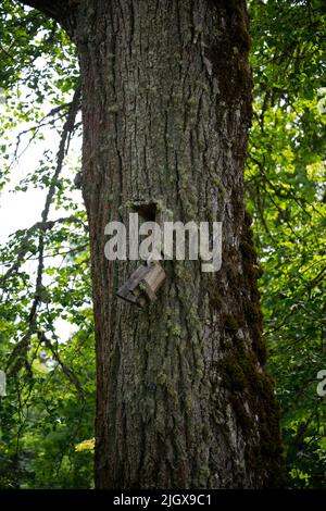 Un vecchio bardcage mosy e rotto inchiodato ad un tronco dell'albero mosy. Foto Stock