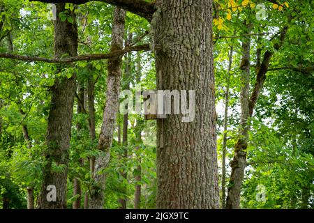 birdhouse nell'albero, gabbia di uccelli, nido di uccelli Foto Stock